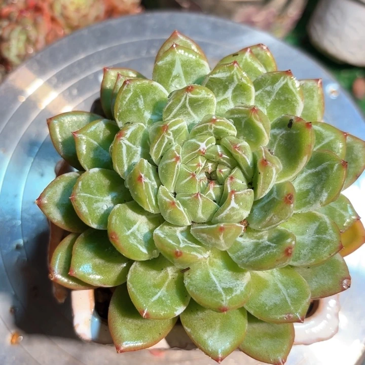 雪花珍妮多肉一颗