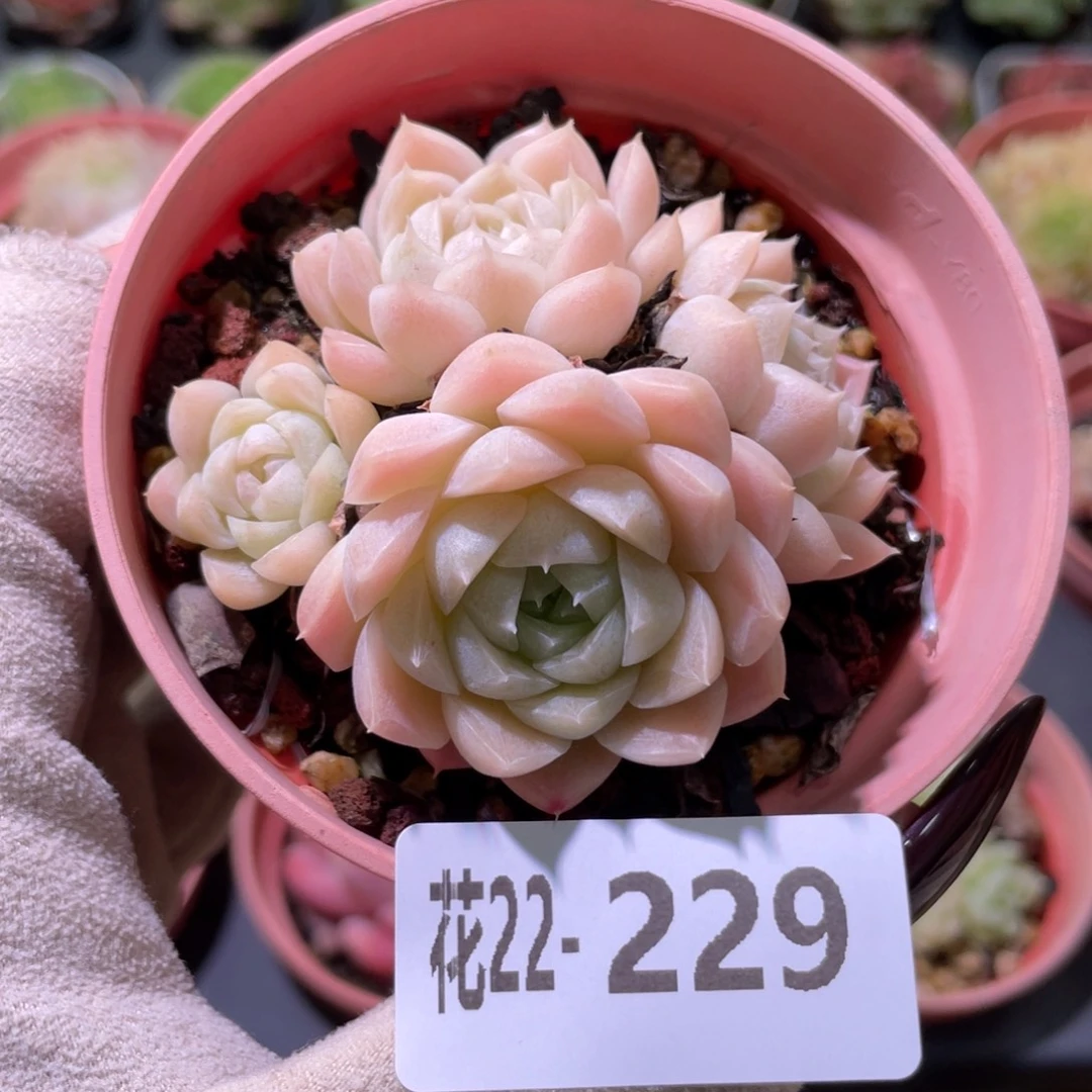 花利美22-229麦秆