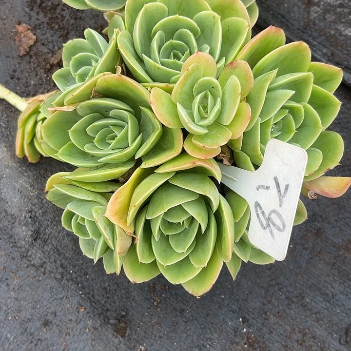 两单包邮，一物一拍8星娜塔