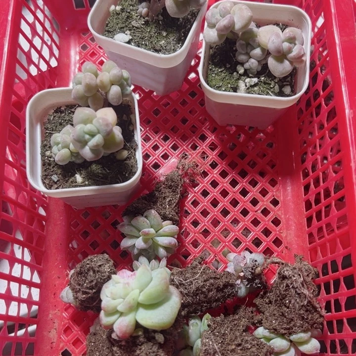 @****安安安专拍多肉植物