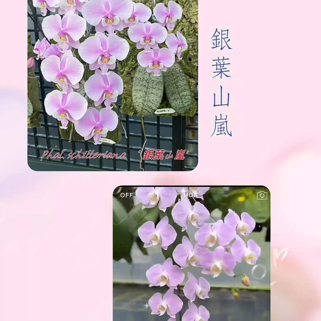 2.5杯BTA379（苗）蝴蝶兰