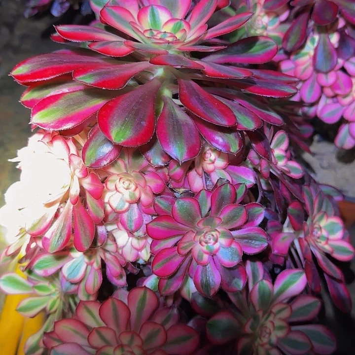 精品香奈儿老桩亏本福利