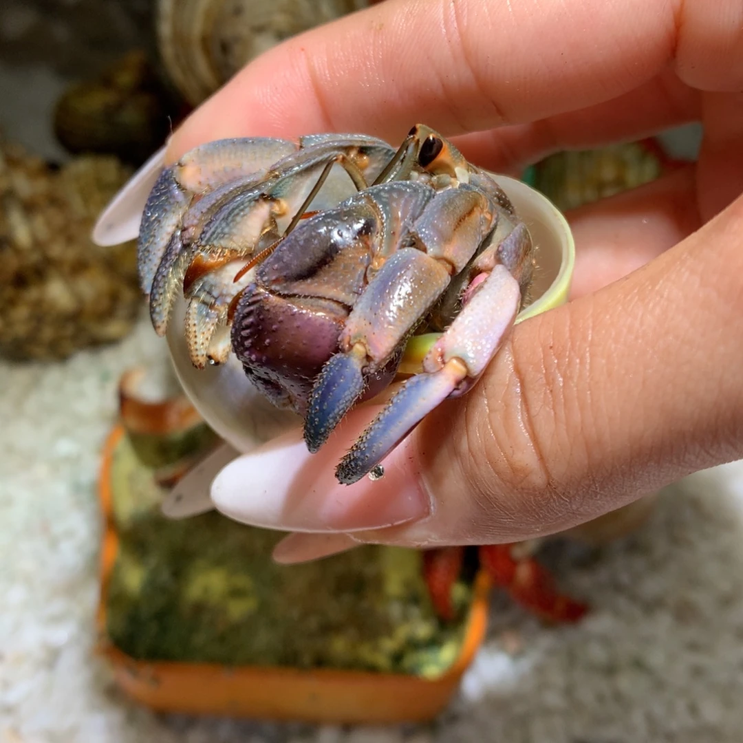 2.5 活体出售，不退不换18号