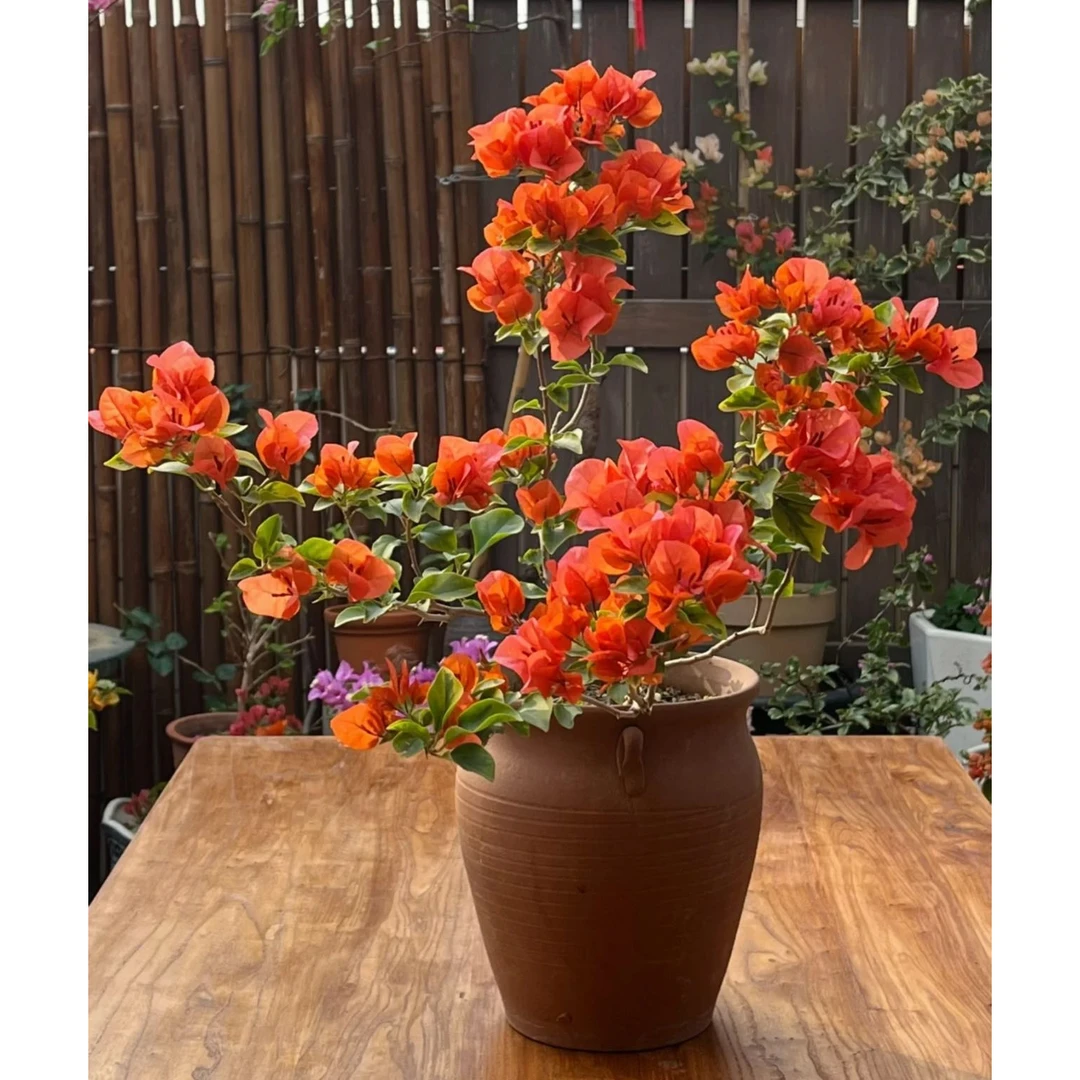 【新疆包邮】橙色精彩三角梅袋苗基地直发