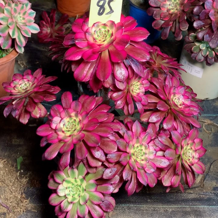 85美姬多肉111111