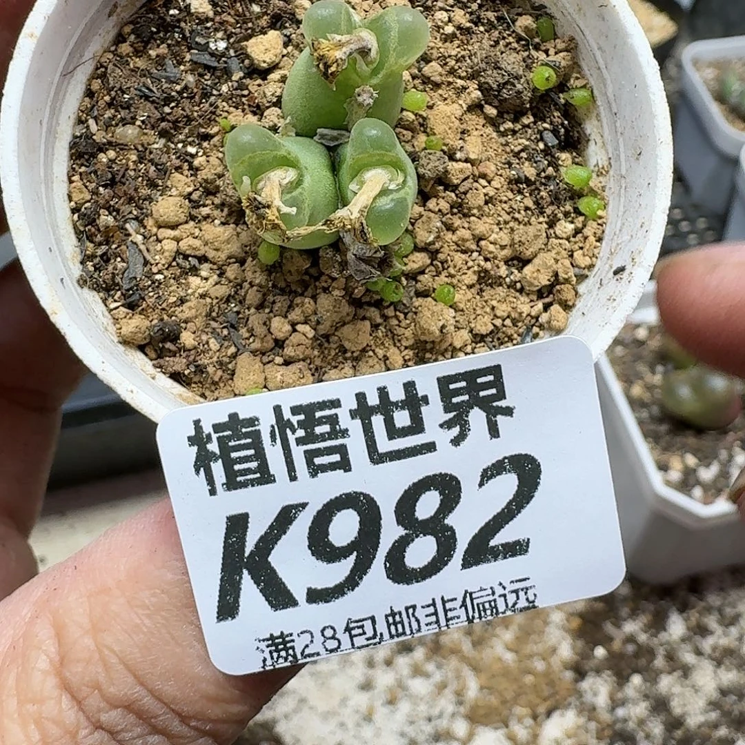 多肉植物的润泽dghn