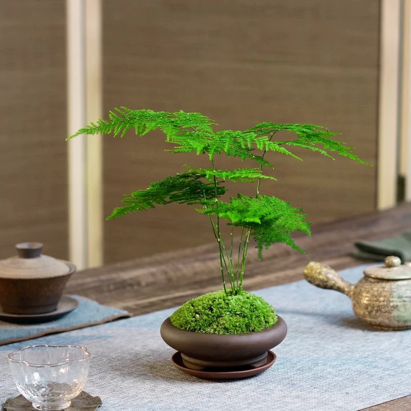 拍一发九！文竹盆栽净化空气四季常青