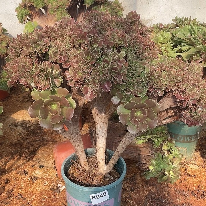 B040柠檬缀化38-1脱土包邮