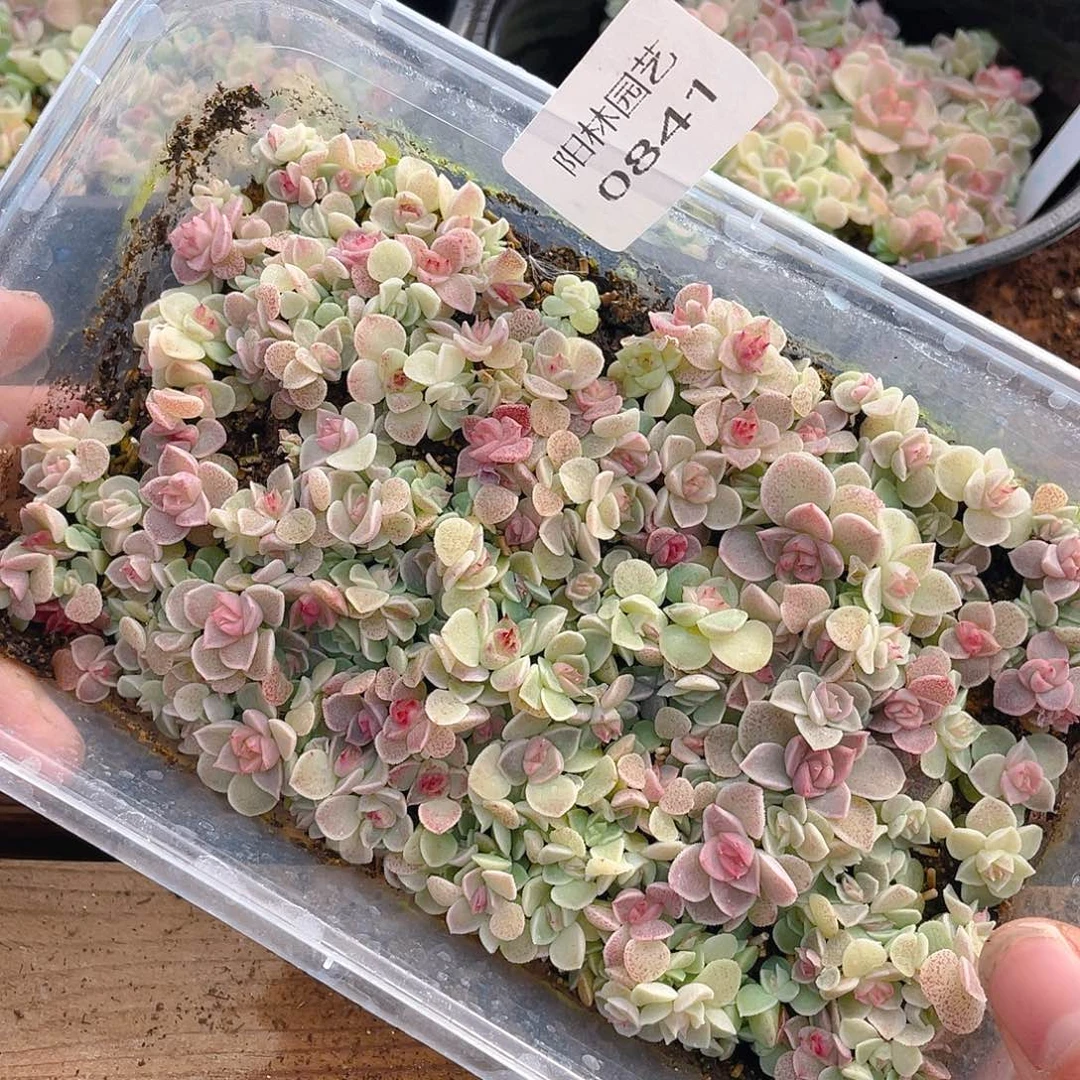 多肉植物多肉植物841