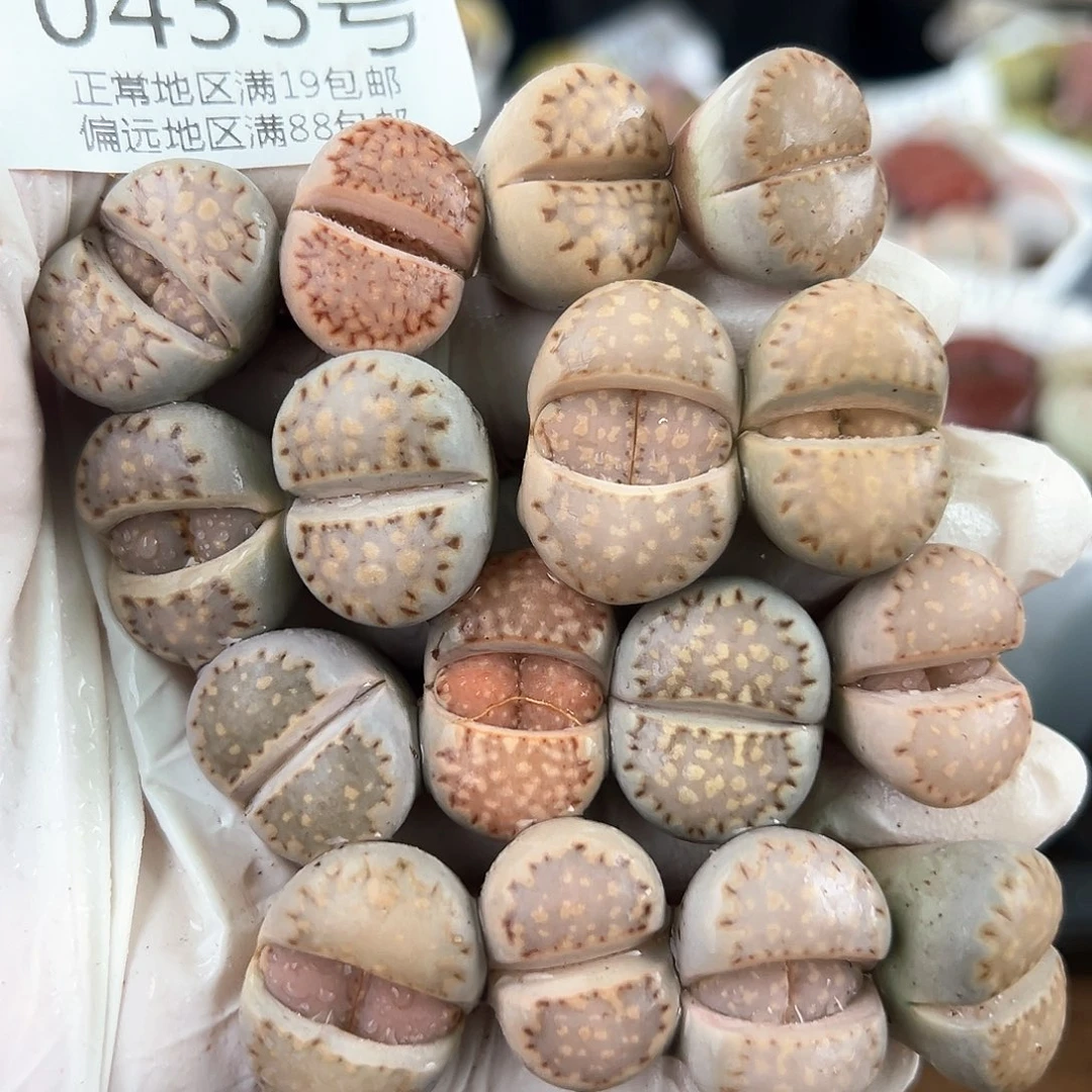 0433三年彩饼干16颗1.5-2.2cm