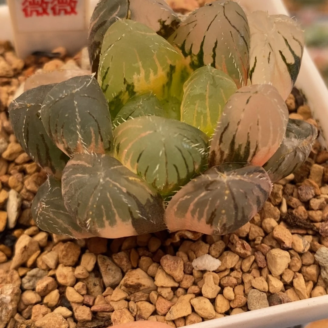 431巨大赤线多肉植物