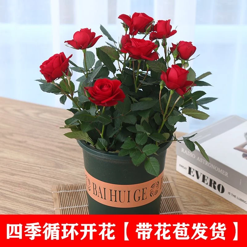 四季循环开花混色玫瑰花混搭彩虹阳台红月季花苗植物盆栽好养造景