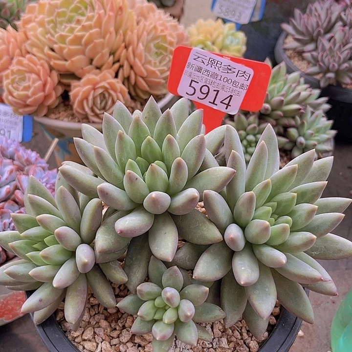 5914水晶球无砍。