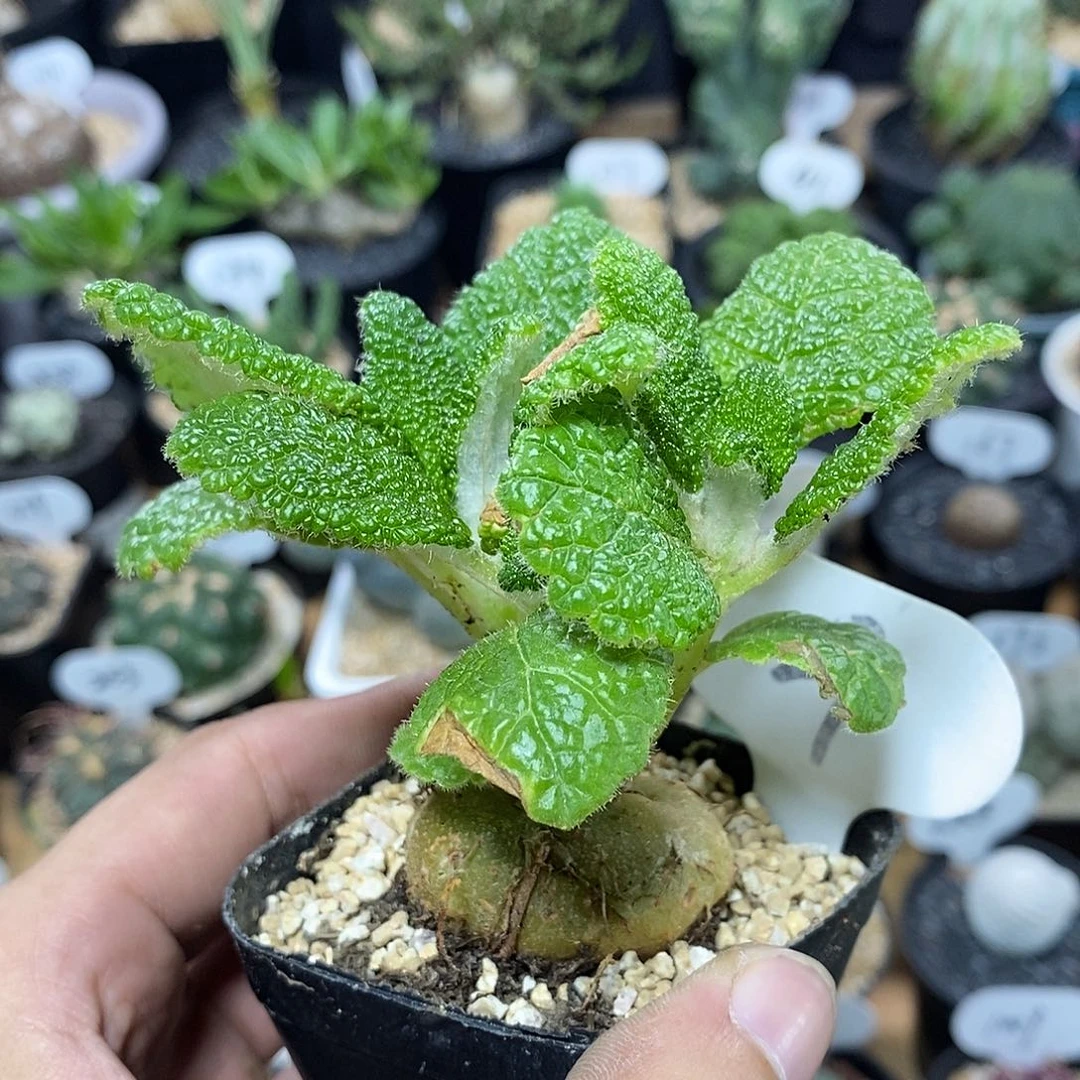 实生断崖王子29号4cm