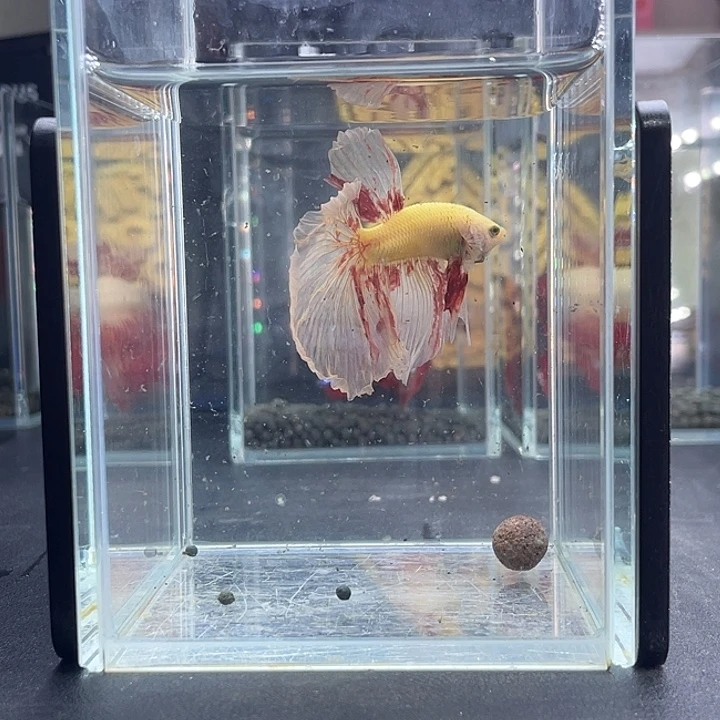 斗鱼67号917早万兰达半月