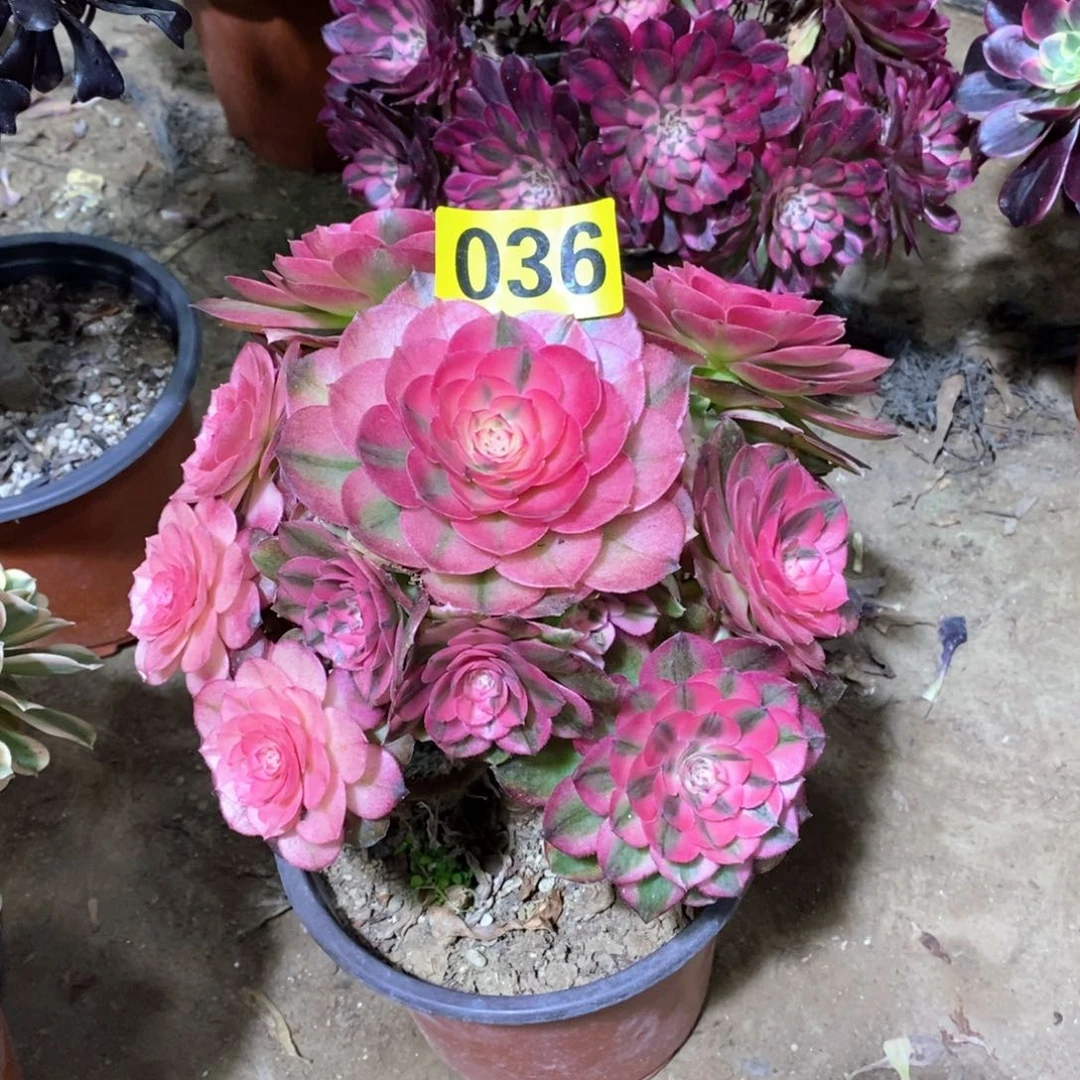 荔枝多肉法师036