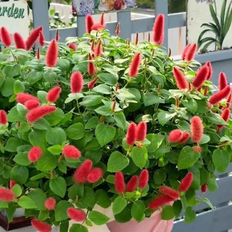红樱吊兰盆栽岁岁红猫尾红花卉植物室内花苗四季开花阳台好养易活