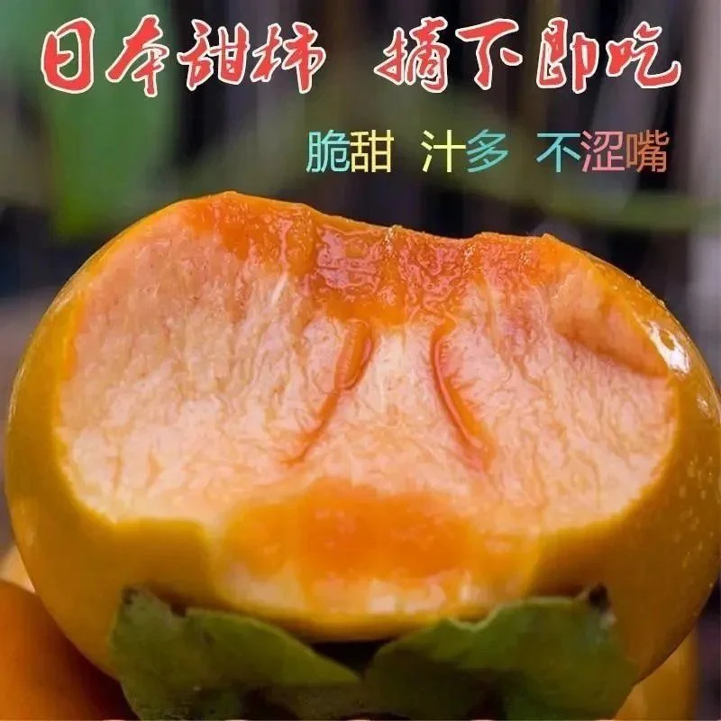 正宗对版阳丰脆柿香甜多汁不涩口无籽无核特别好种植的脆甜柿子