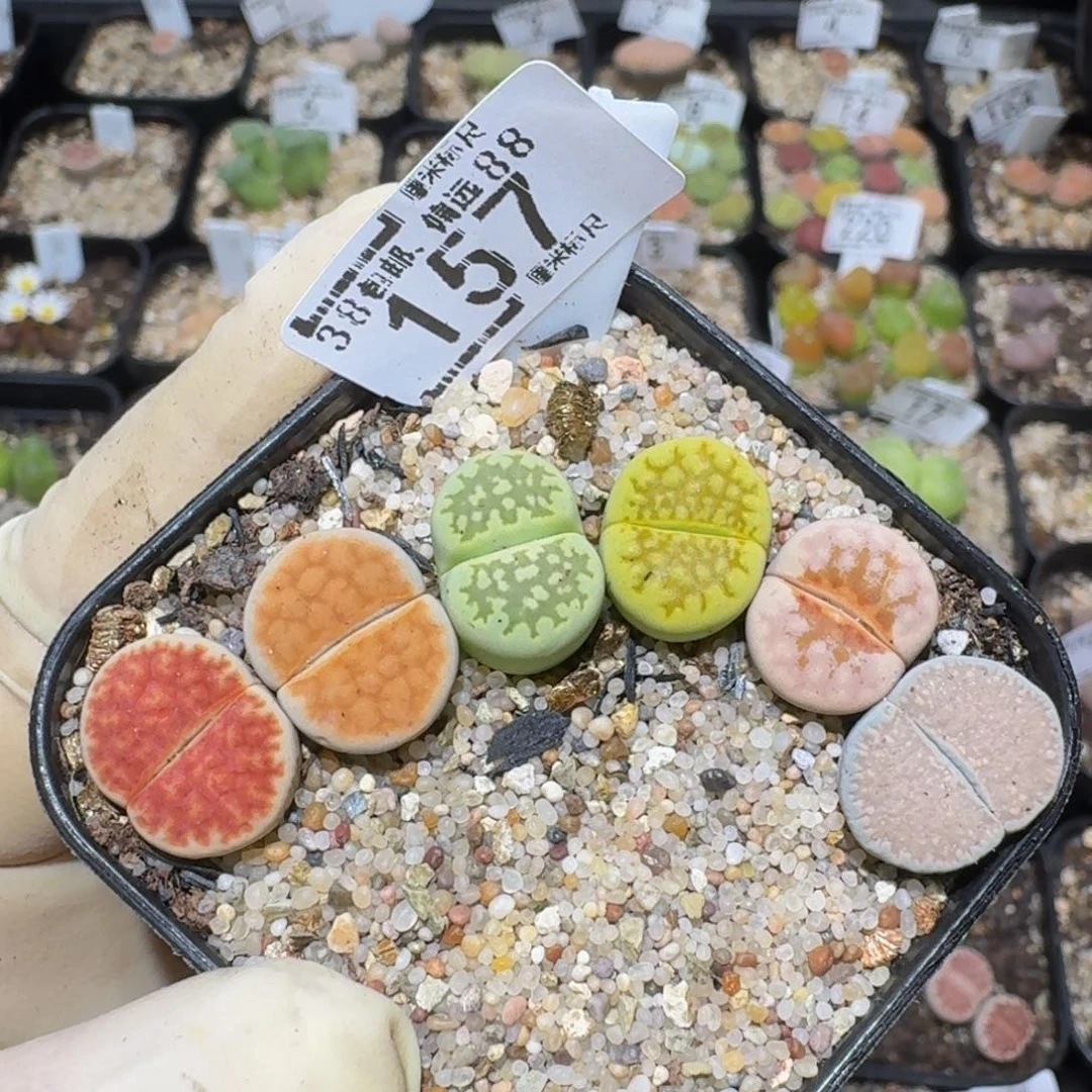 zzzz精品生石花157