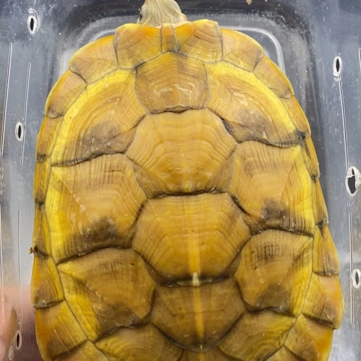 巴西彩龟母666666666