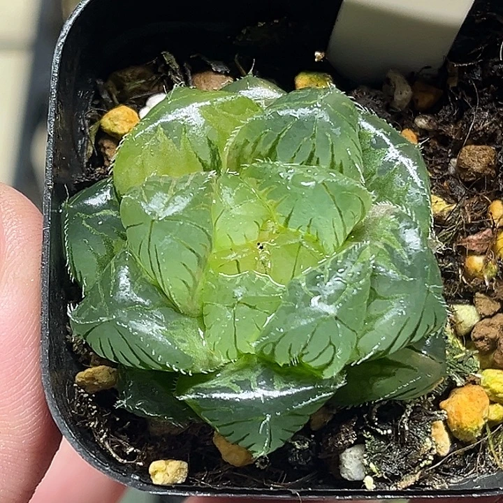 127大窗冰魄玉露锦