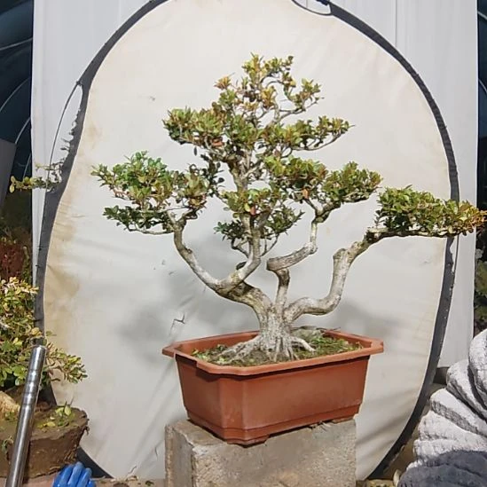 木质黄杨盆景制作素材