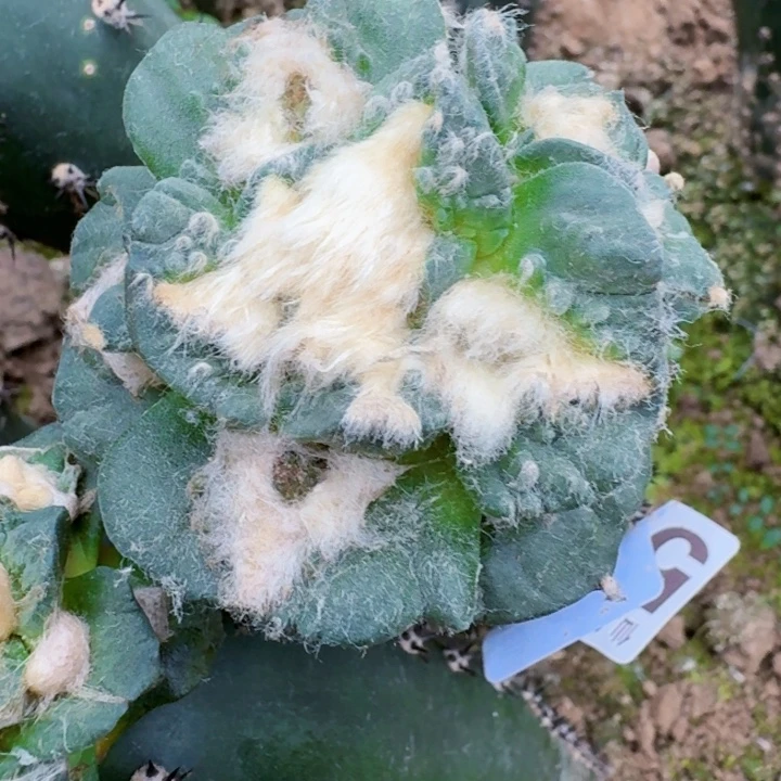 无花朵569勾尤大尤怒涛掌东五