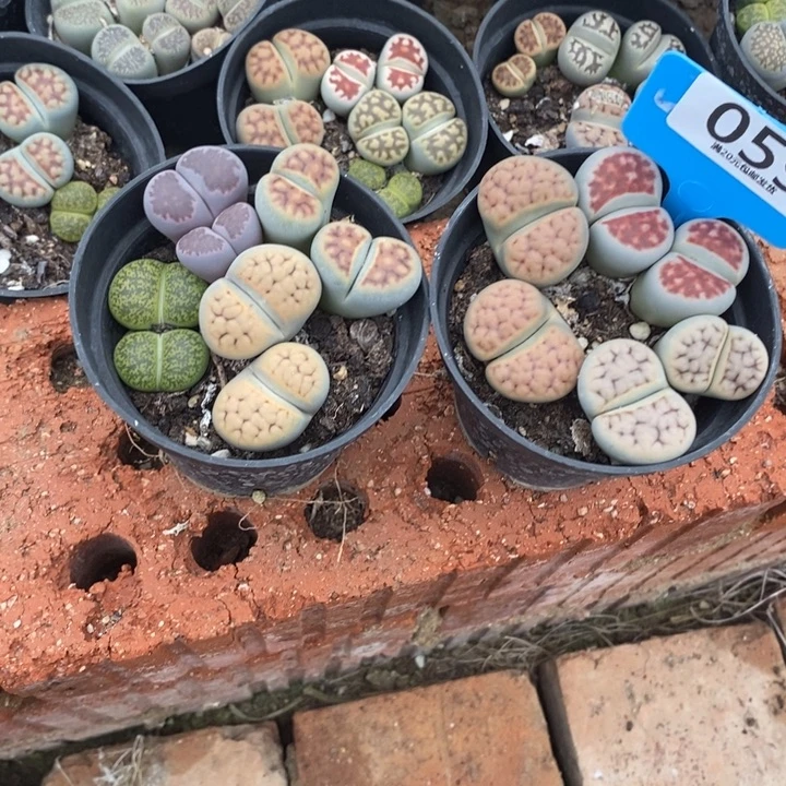半***打生石花的季节到啦059