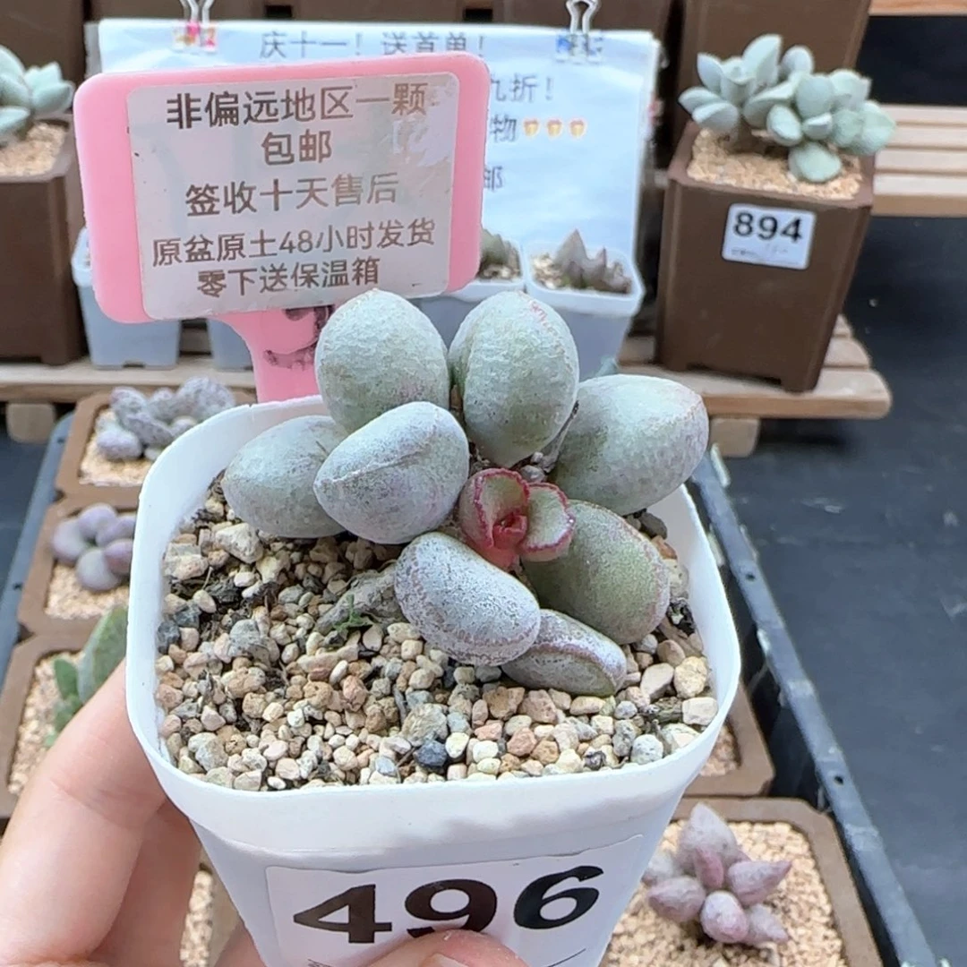 496硬叶白蛋多肉