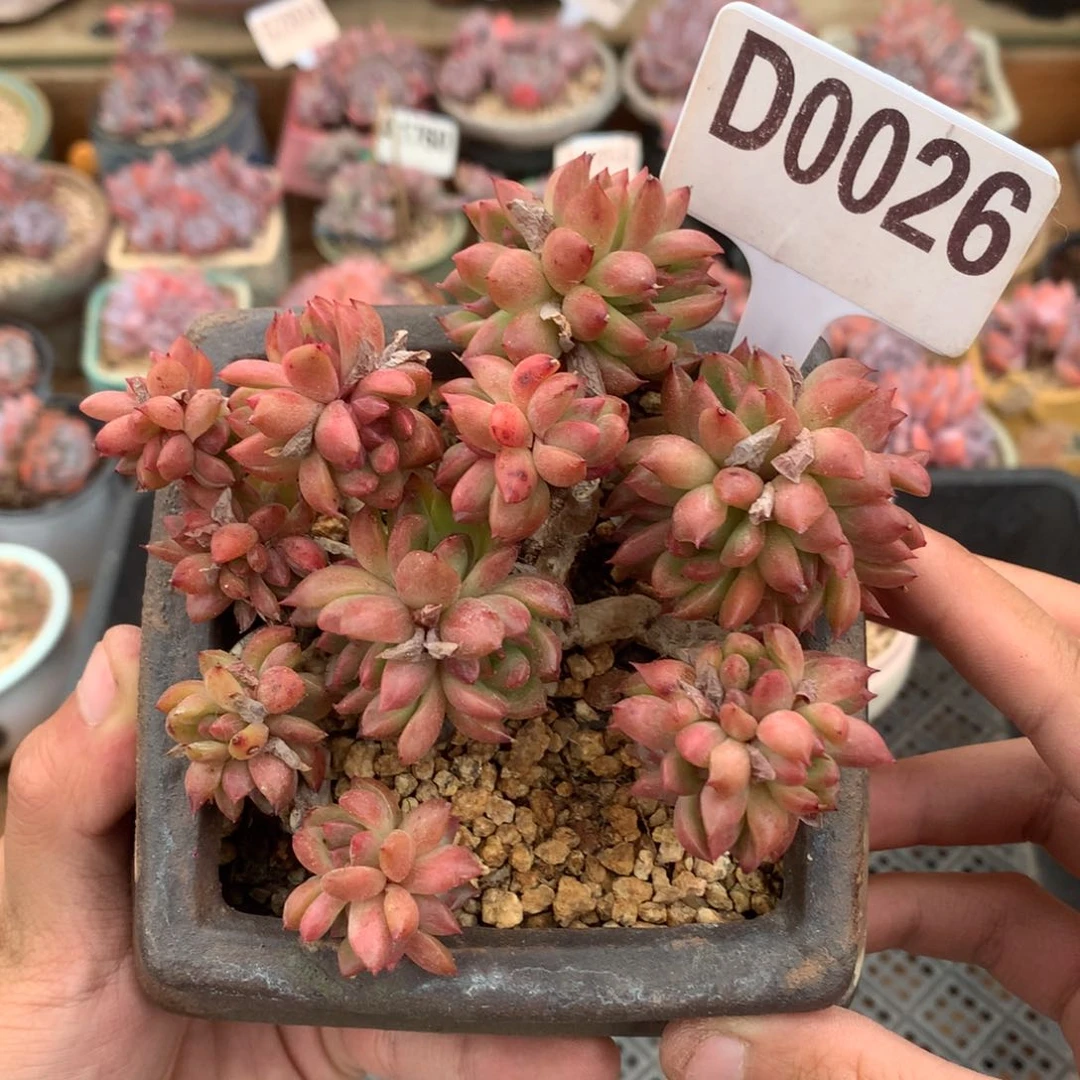 D0026 红女巫老桩 有砍 10cm