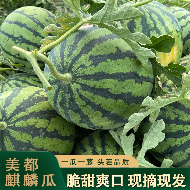 【中通包邮】头茬云南美都麒麟西瓜 脆甜爽口 每天现摘现发新鲜好吃
