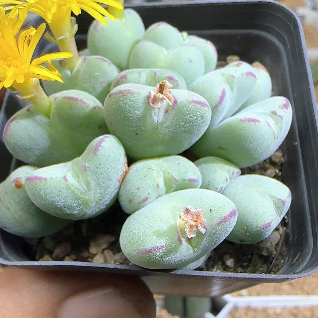 毛爱心少将。   54574