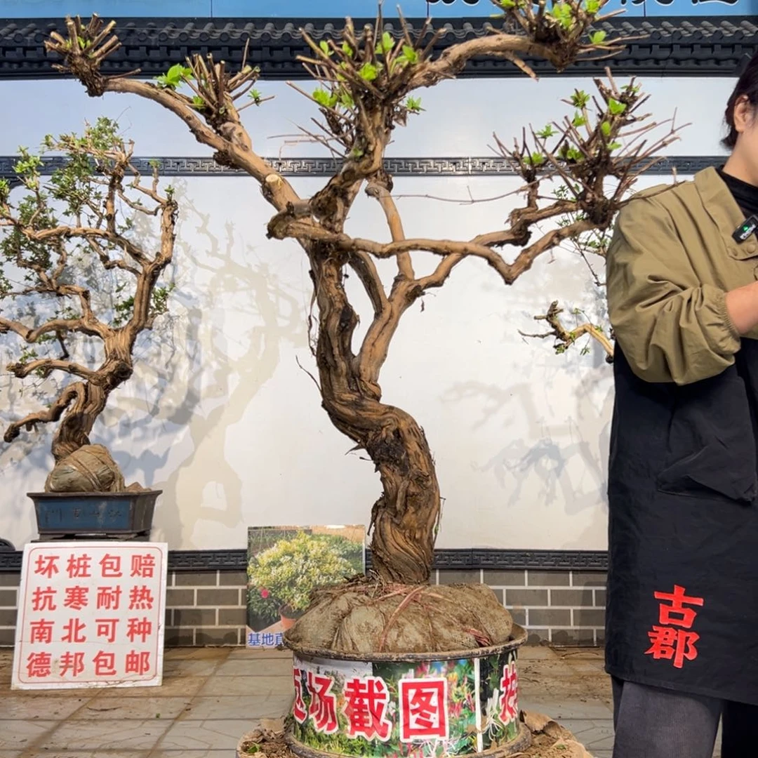 完全开放金银花8888