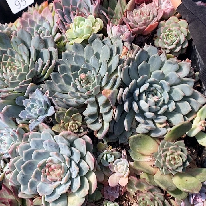 95 多肉植物盆栽花卉