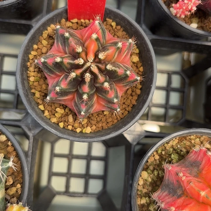 124-0513国内发货多肉