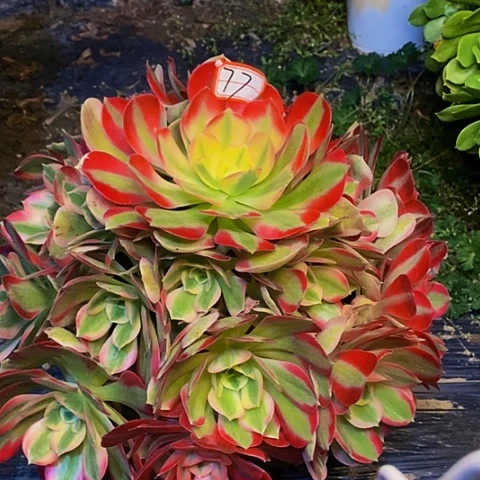 男神捧花老桩法师77