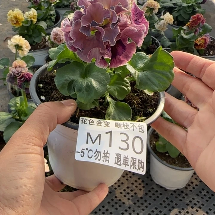牧***瓣无花朵M130角堇小苗一物一拍默认苗晃