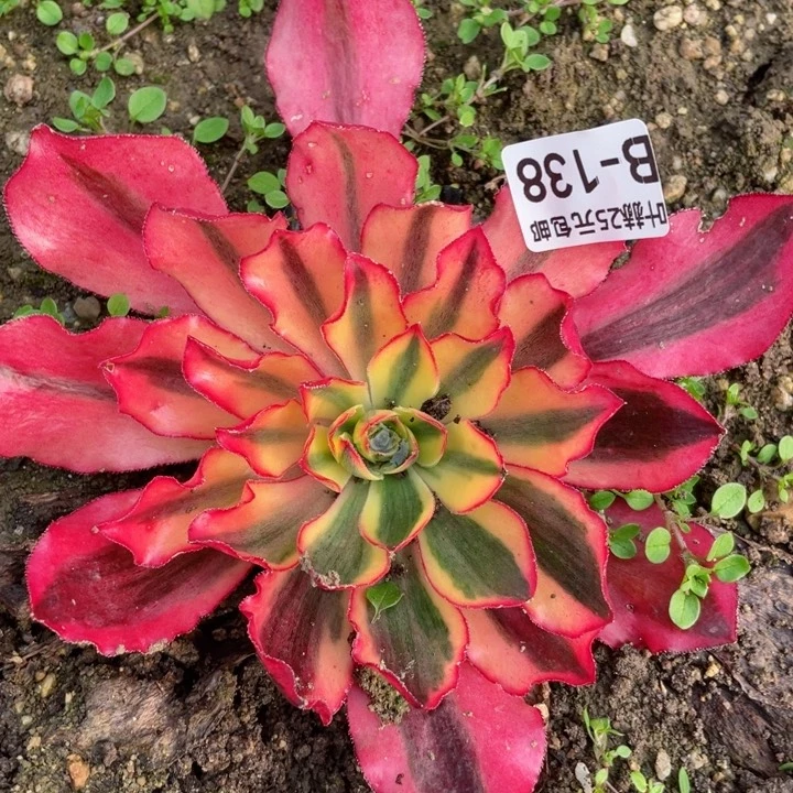 138魅影多肉12345678