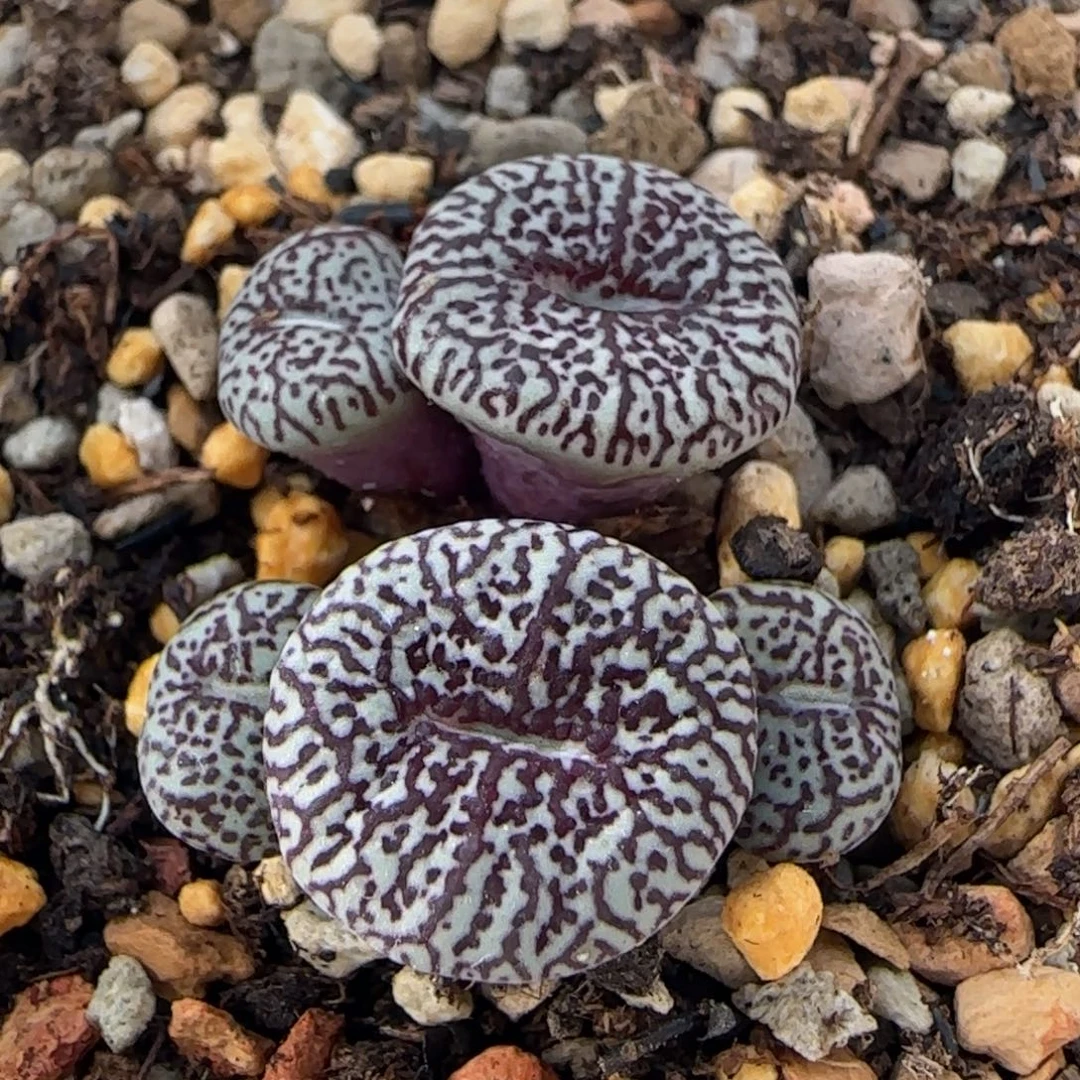 11-28-3-5当天满38包邮粗连纹墨小锥脱土