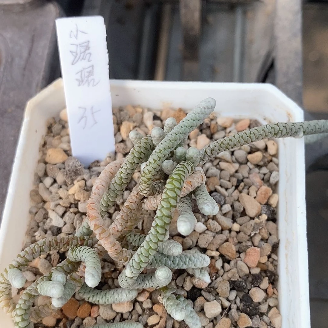 ?**珺土土花花花花花花花花花花