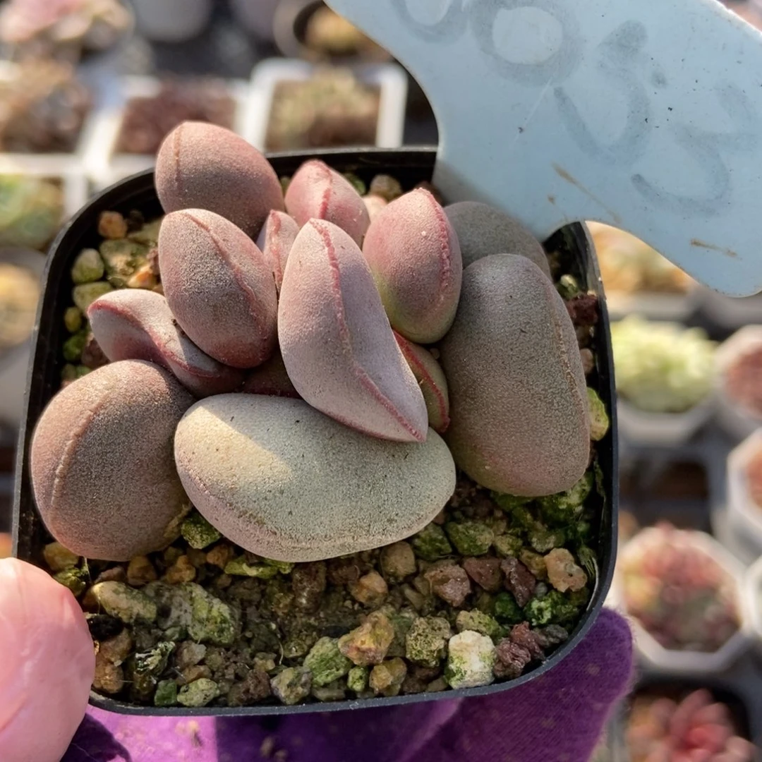 6053红蛋多肉植物纤维