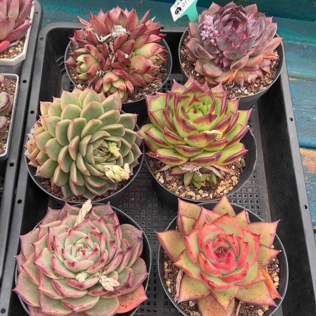 从前慢多肉精选编号0119.78