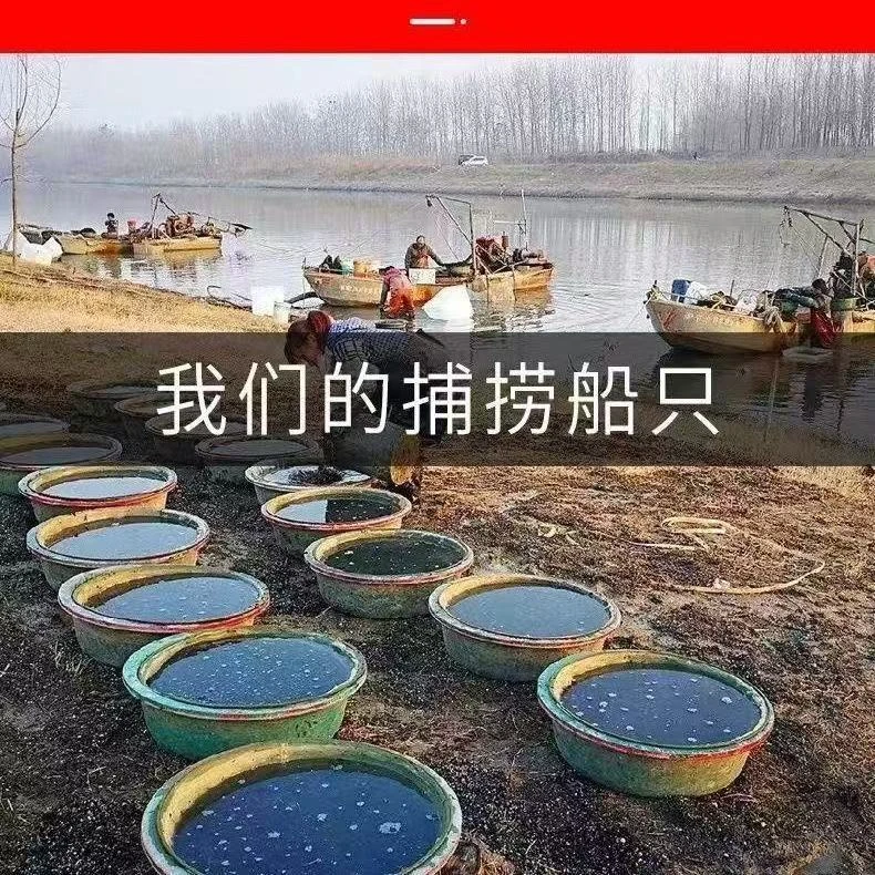 鲜活红虫饵料野钓黑坑拉饵喂鱼六角恐龙