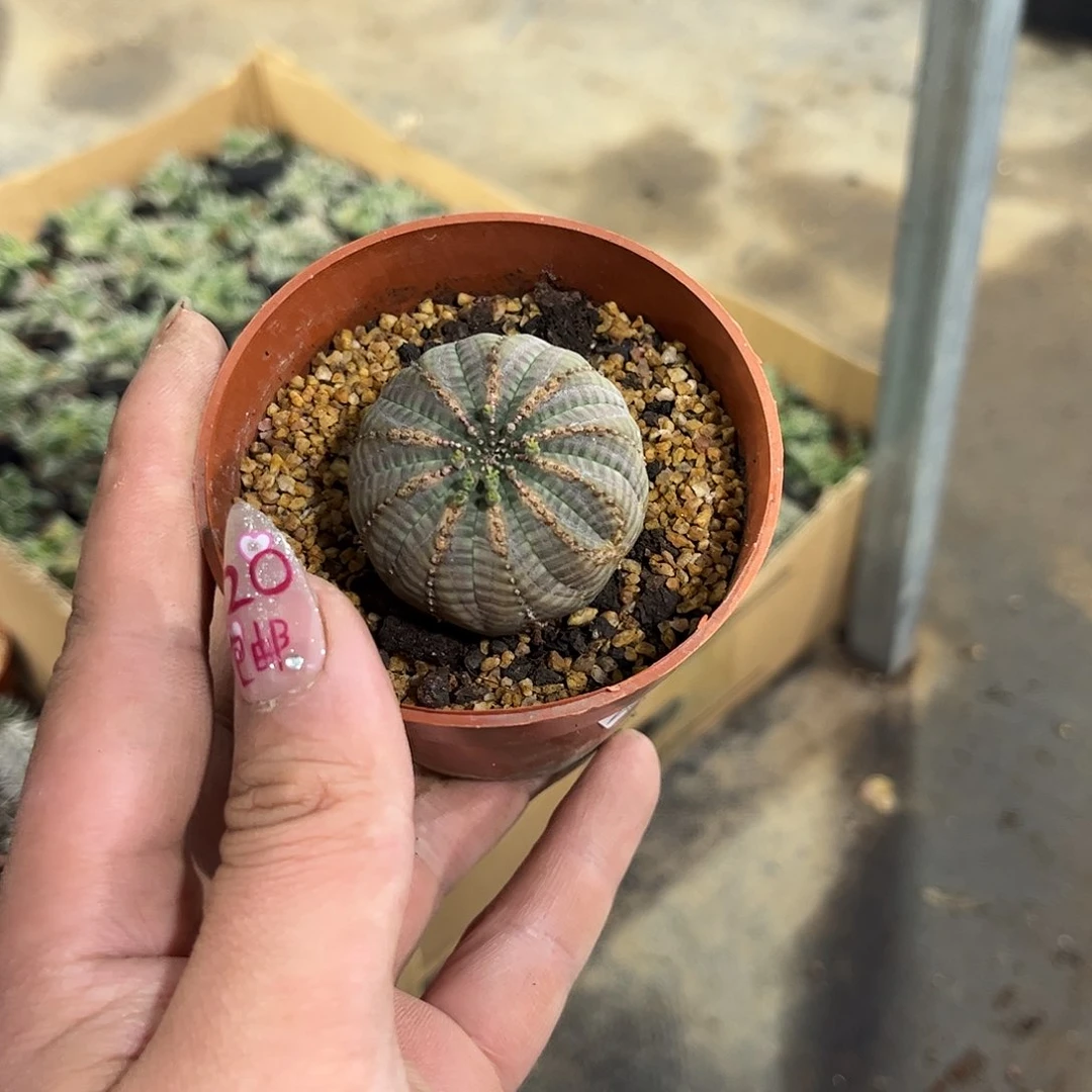 e**鲸28851一物一拍单头