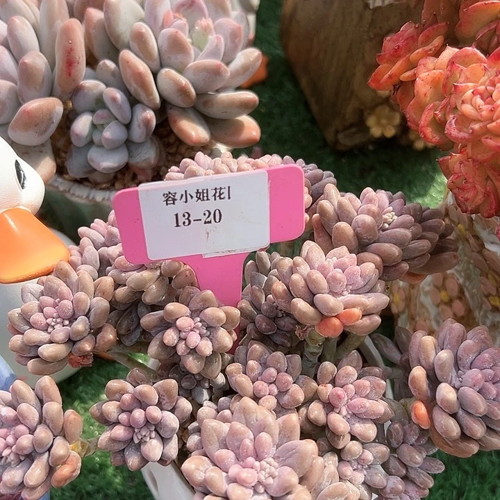 13.20星戴露一个