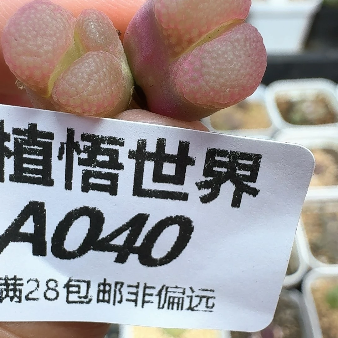多肉植物新润泽额风格
