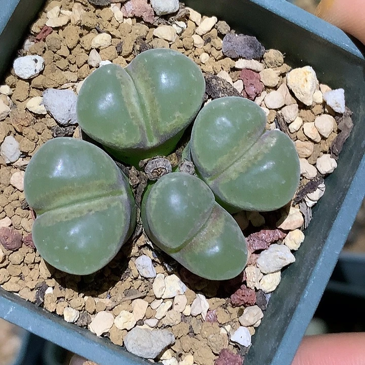 精品多肉植物精品多肉