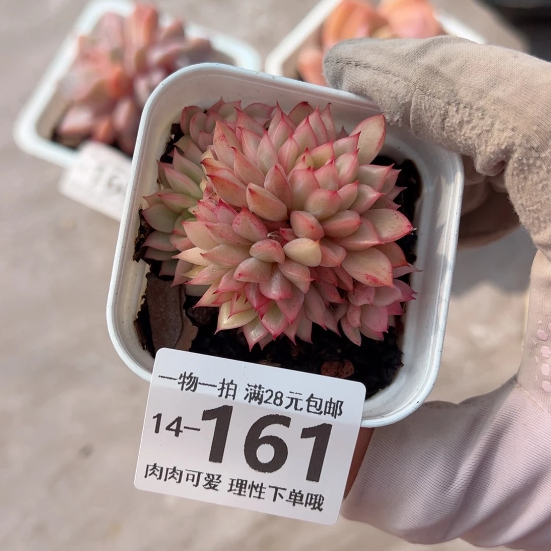 女雏锦多肉多肉多肉多肉