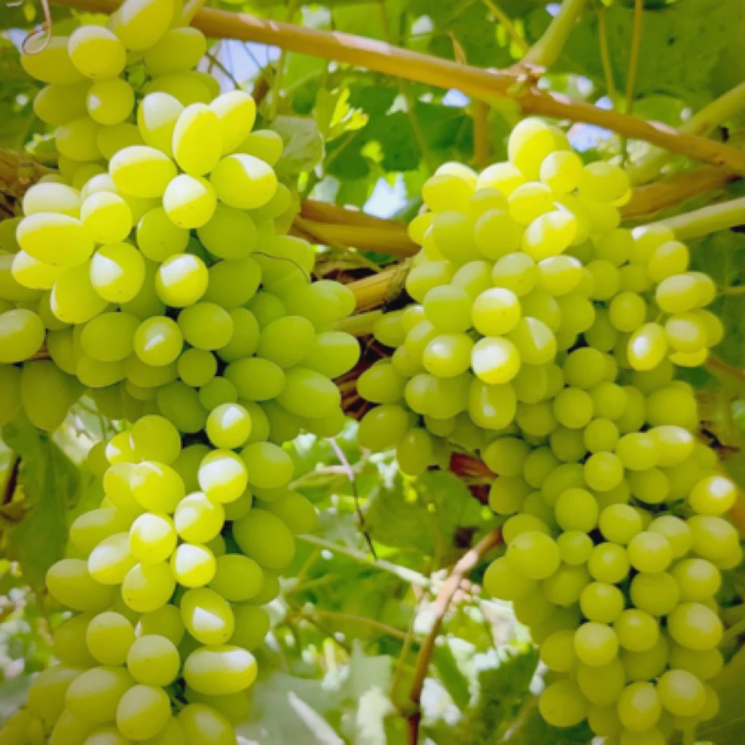 新疆吐鲁番无核白葡萄0.5-5斤吐鲁番无核青提水晶葡萄水果葡萄同城送新疆维吾尔自治区