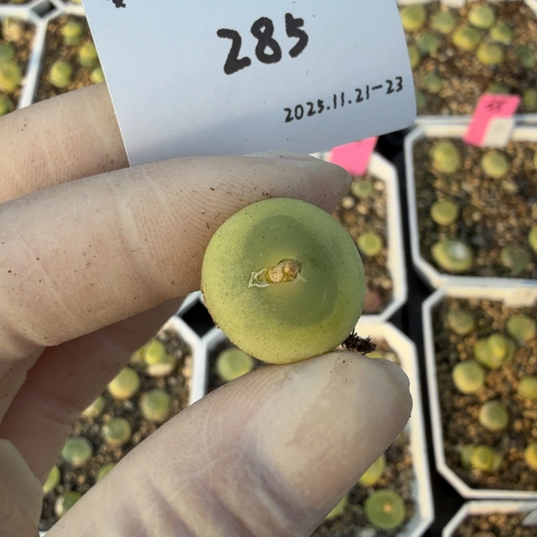 ^***干多肉多肉多肉11-285